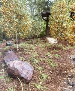 Three birch trees, turning yellow in autumn, grow over a freshly planted understory of water-loving sedge and iris.