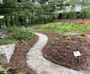 A narrow, serpentine gravel path flows past a large water reclamation garden containing a grove of small birch trees growing above a lush understory of green sedge and iris on a wooded suburban property in Minnesota.