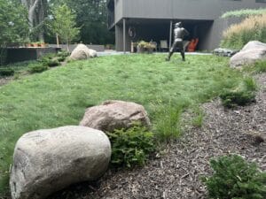 MENDOTA HEIGHTS MID CENTRY WOODLAND EDGE HIGHLIGHT 2 After No Mow Detail 1