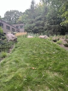 MENDOTA HEIGHTS MID CENTRY WOODLAND EDGE HIGHLIGHT 3 After No Mow Lawn 1