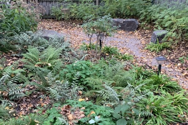 A narrow gravel path winds through a lush understory planting of ferns and sedges leading to a rustic gathering circle with natural boulder seating.
