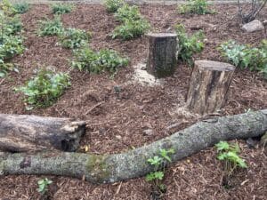Two "fallen" logs and two stumps with dozens of holes drilled in them are nestled among dwarf bush honeysuckle and wild geranium in the newly planted woodland garden - awaiting future bee tenants.
