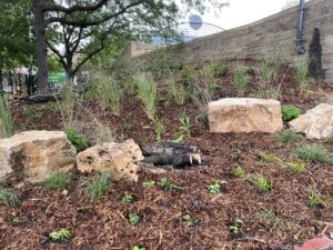A newly planted meadow of pollinator-friendly grasses and native flowering species punctuated by four large boulders which provide nesting habitat for bees.