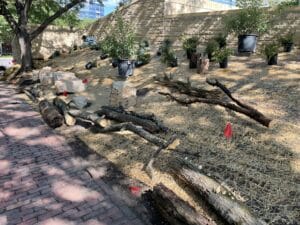 Limestone boulders, "fallen" logs, squat stumps and woody shrubs await final placement in the habitat garden.