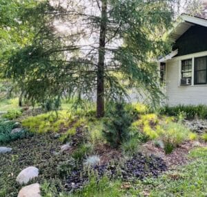At the base of a Tamarack tree, on a small urban lot in St.Paul Minnesota, traditional turf has been replaced with a textural mix of native and non-native groundcover species in shades of green, burgundy and chartreuse.