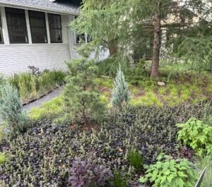 A small front yard in St. Paul, Minnesota is planted with a mix of low-growing deciduous and evergreen greenery in place of a traditional turf lawn.