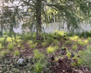 Detail of the base of a Tamarack tree, surrounded by a textural mix of native and non-native greenery.