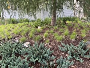 Detail of the base of a Tamarack tree, surrounded by a textural mix of native sedge and creeping juniper.