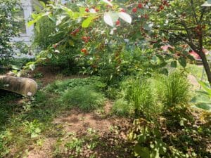 Blooming cherry tree, native grasses and strawberry ground cover in dappled shade yard