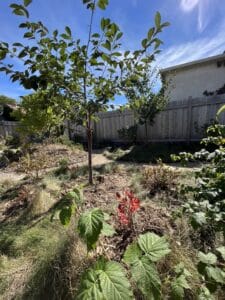 dwarf fruit trees raspberries and blueberries