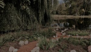 A dramatically dark portrait of landscaping with native plants along a lake shoreline.