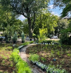 A cobblestone path meanders through a partially planted prairie garden dotted with shrubs, grasses and other plants, sill in their plastic nursery pots, waiting in rows along the path to be added to the new garden.
