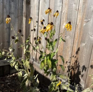 Black eyed Susan after a freeze