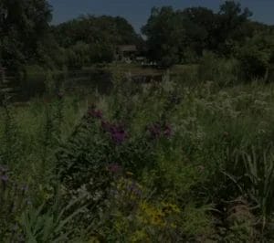 minnehaha creek shoreline 400 x 354 1